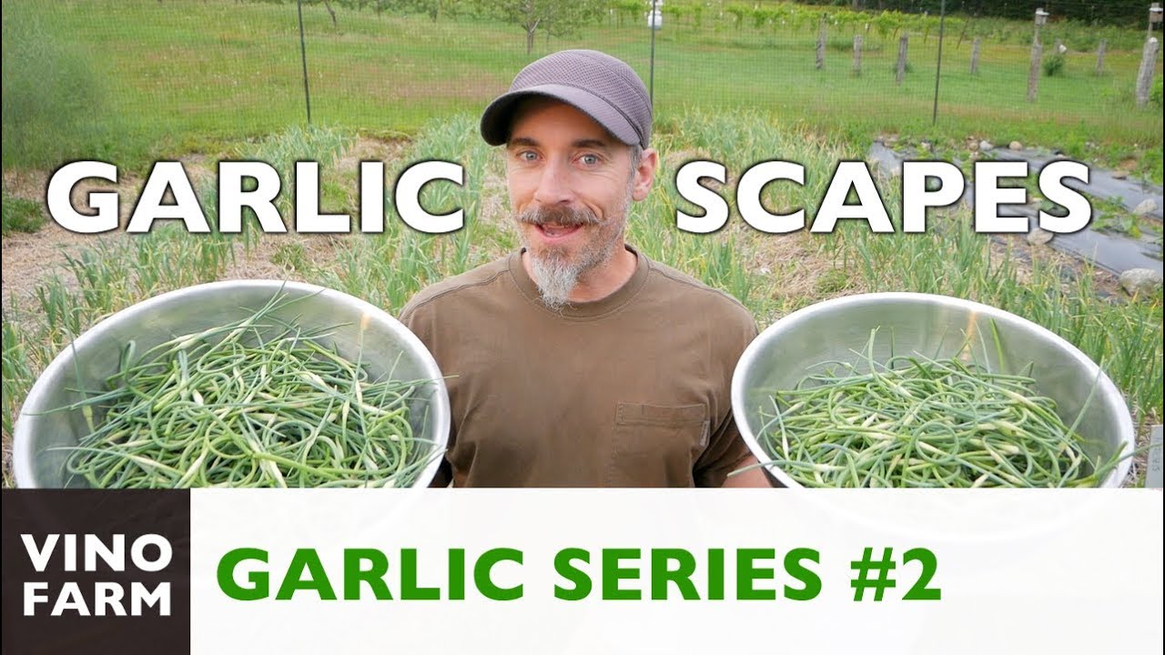 Garlic Scape Pesto - How to Grow Garlic - Part 2