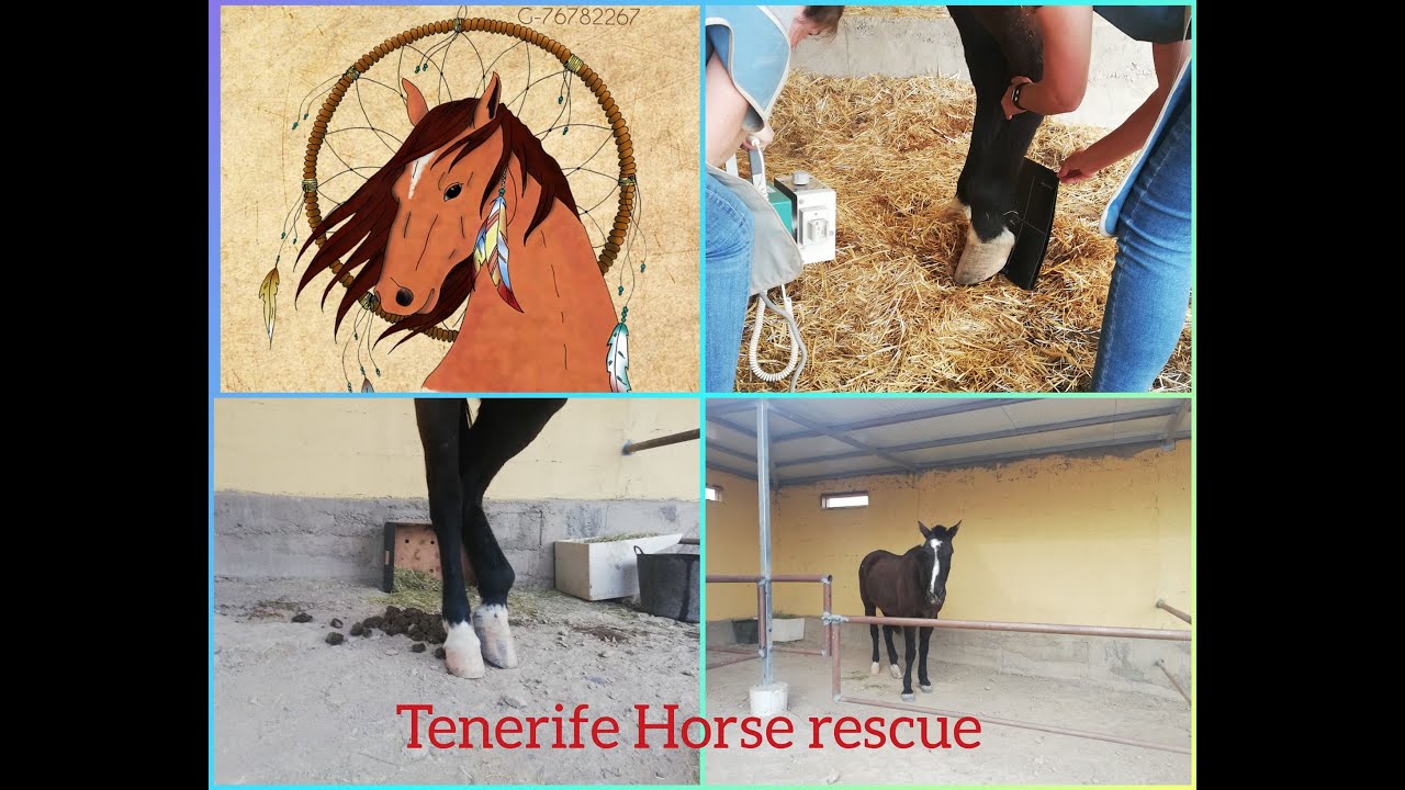 Tenerife Horse rescue. Horse broken leg left abandoned as no longer of use to his old owners.....
