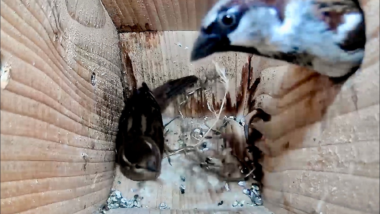 Morning Activity in the House Sparrow Nest Box February 9th
