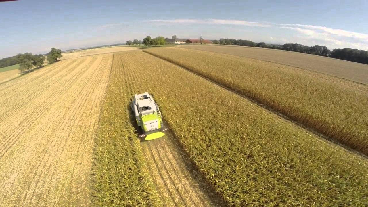 Maisdrusch