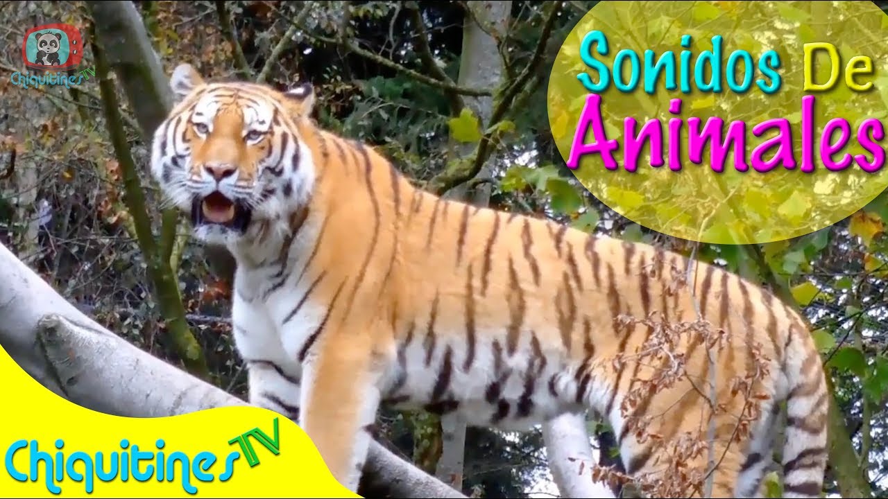 Vengan a ver mi Selva - El sonido de los animales