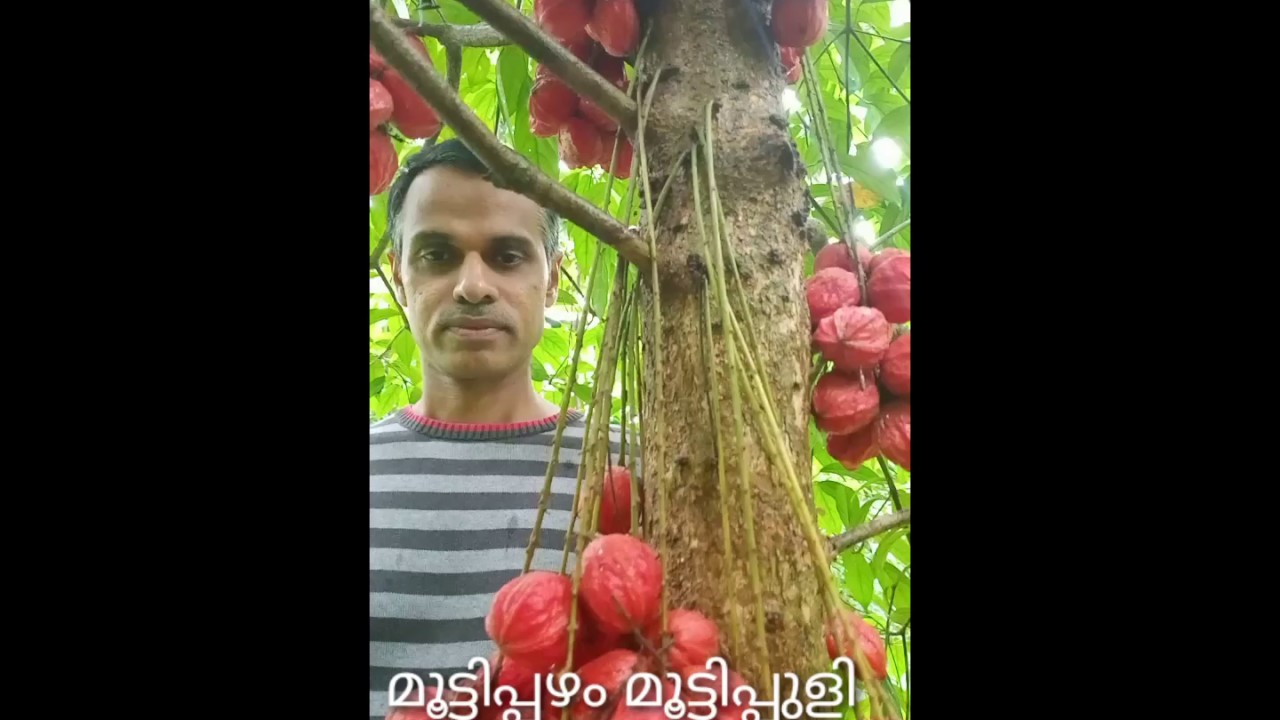 Tropical Fruits Baccaurea courtallensis&nbsp;മൂട്ടിപ്പഴം mootti