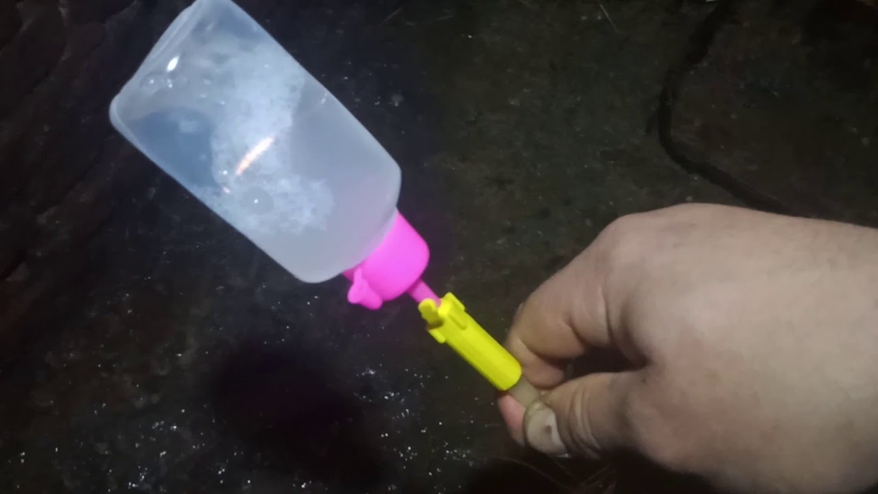 Покриваєм льоху дюрка сімям  макстера. Штучне запліднення.