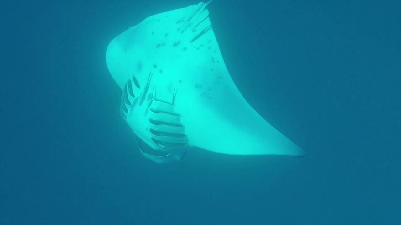 2018 07 Raies manta Yasawa Fidji hdef