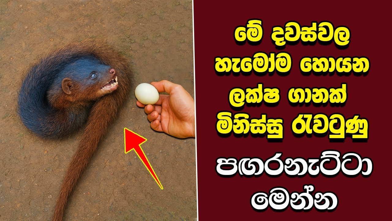 ඔබ මේවා දකින්නේ ජිවිතේ පළමු වතාවට EP:489 | හැමෝම හොයන පඟරනැට්ටා මෙන්න ..