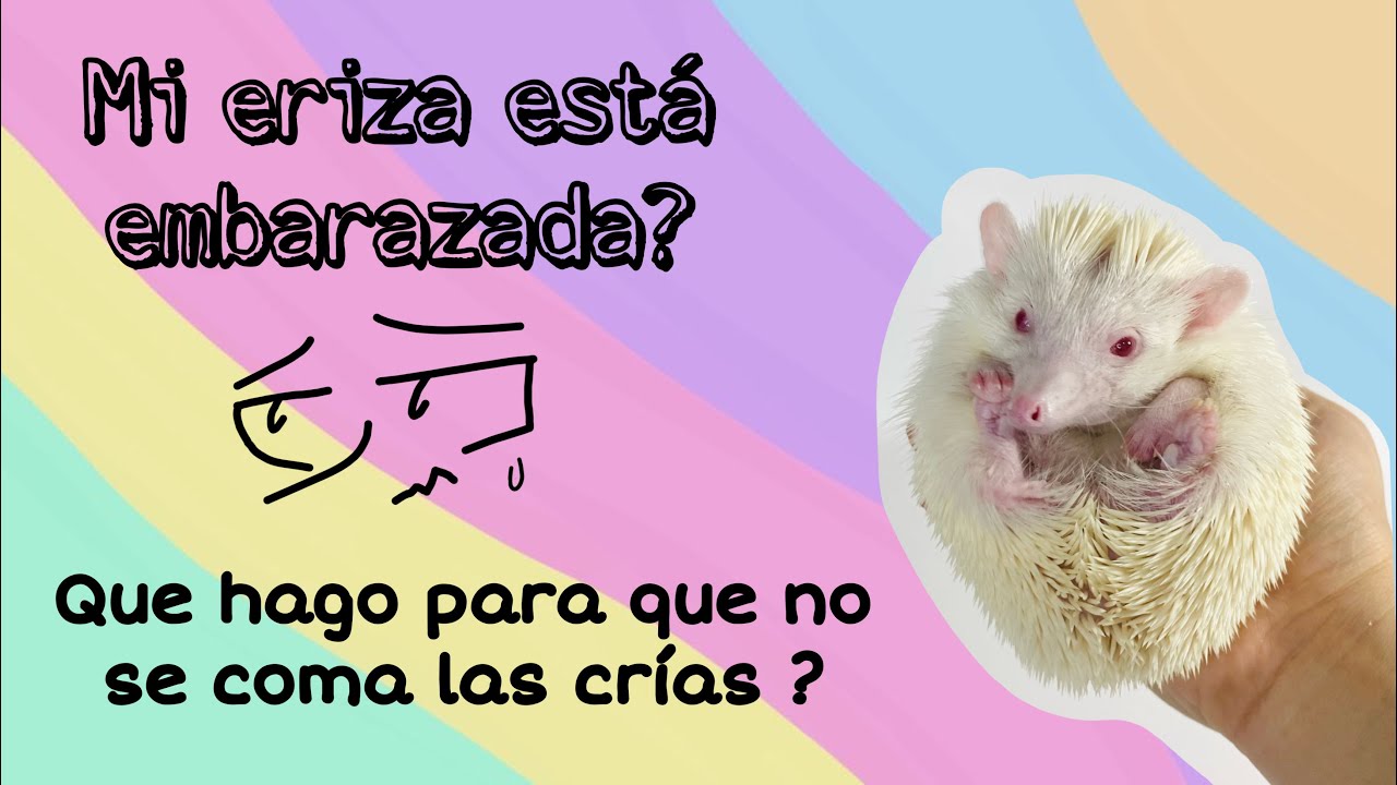 Cuidados de eriza embarazada/ guía completa de reproducción y parto en erizos