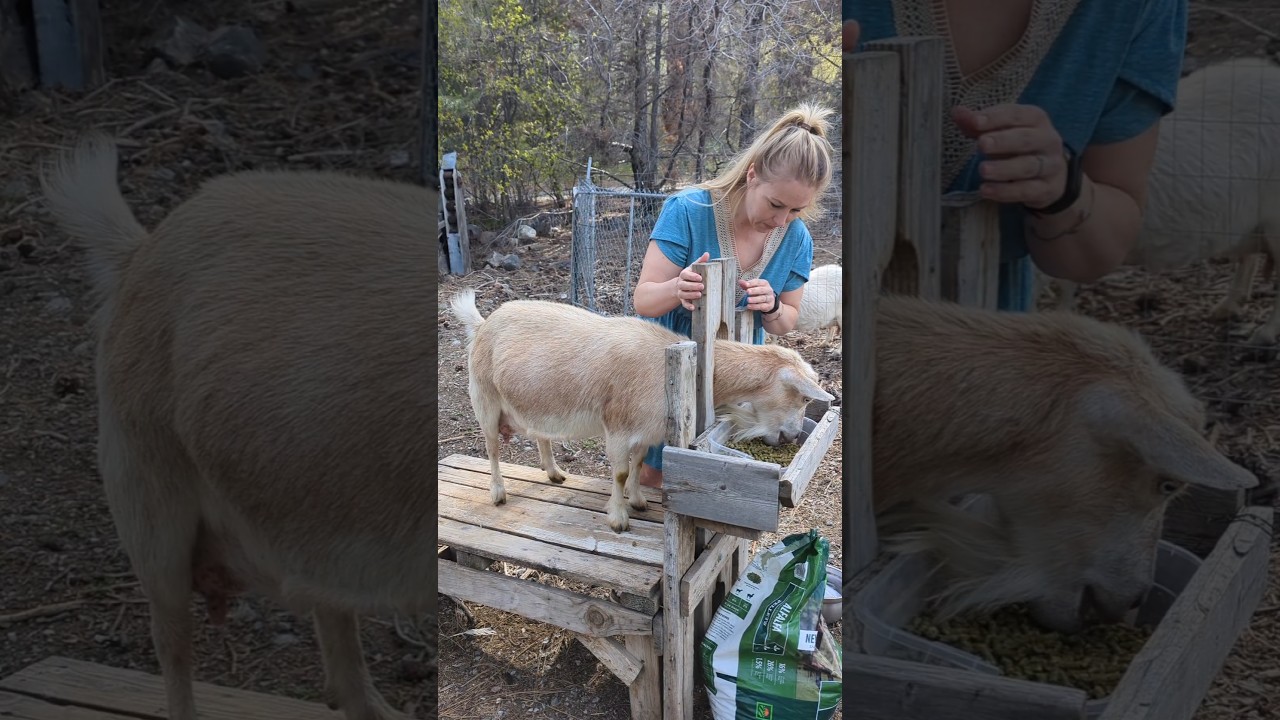 Milking My Dairy Goats 🥰 #homestead #farmlife