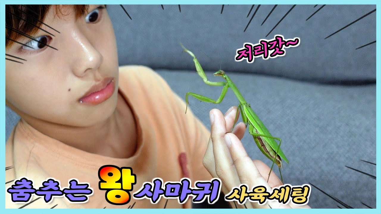 춤추는? 왕사마귀  이름좀 지어 주세요! ㅋㅋ 사육장 만들기~ 사마귀키우기 정훈TV