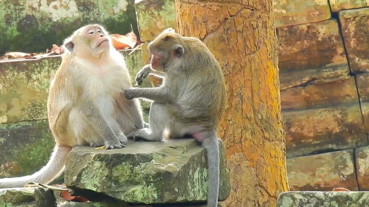 Monkey Jane was Disciplined Angrily