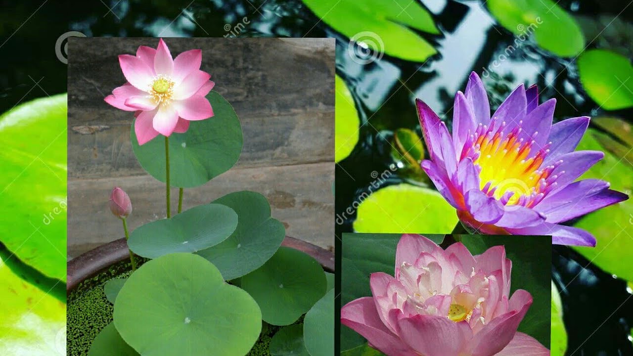 amathara adayamak / suyanrekiya gedaraidanma sallihoyanna/ nelum/manel/ sakku mukku new