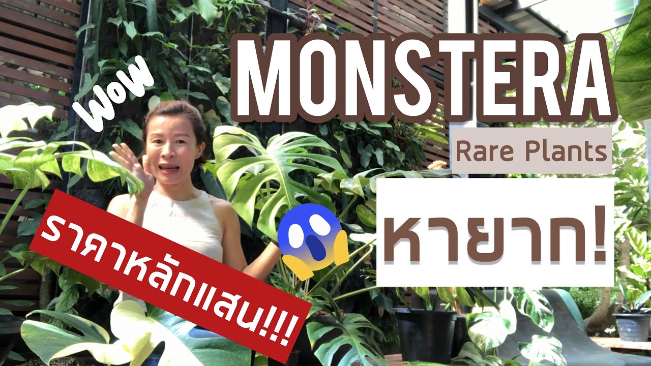 EP.5I Monstera หายาก!