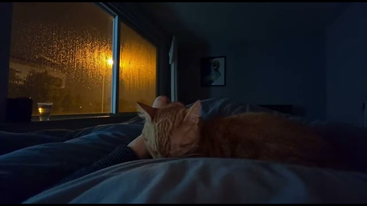 Rain Sounds for Sleep 🌧️ Sleeping with a Cat | 1 Hour Cozy Night《雨天晚上和貓一起睡｜雨聲白噪音助眠 1H》