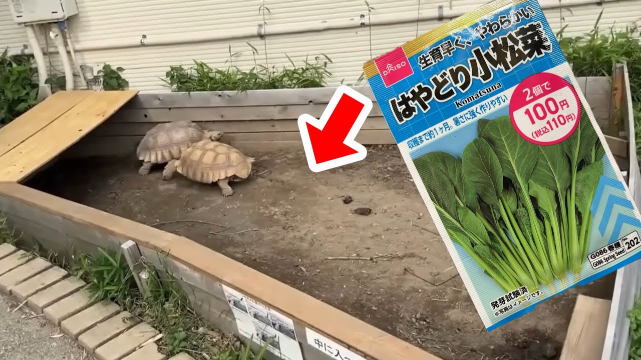 リクガメの糞尿が染み込んだ土に小松菜の種を撒いた結果・・・！