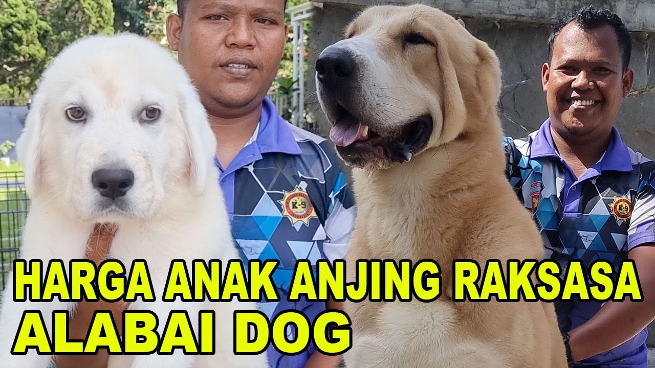 INI HARGA ANAKAN ALABAI ANJING GEMBALA RAKSASA - GEDE BANGET