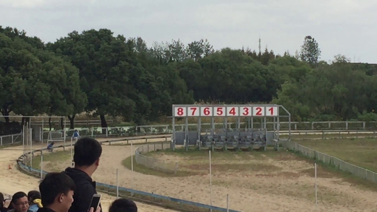 上海野生動物園　チーターレース　Cheetah's full speed running【Dog racing and horse galloping】
