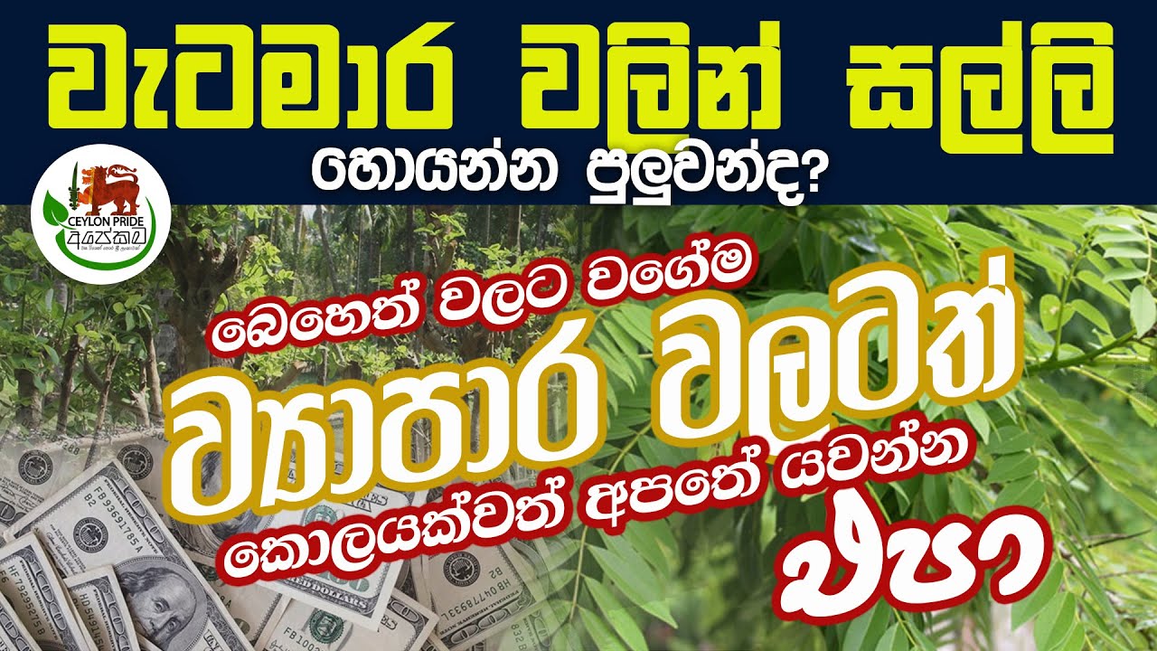 වැටමාර සල්ලි කරන්න පුලුවන් -වැටමාර ගහෙන් ගන්න පුලුවන් විස්මිත ප්&zwj;රයෝජන​ gliricidia|how to make money