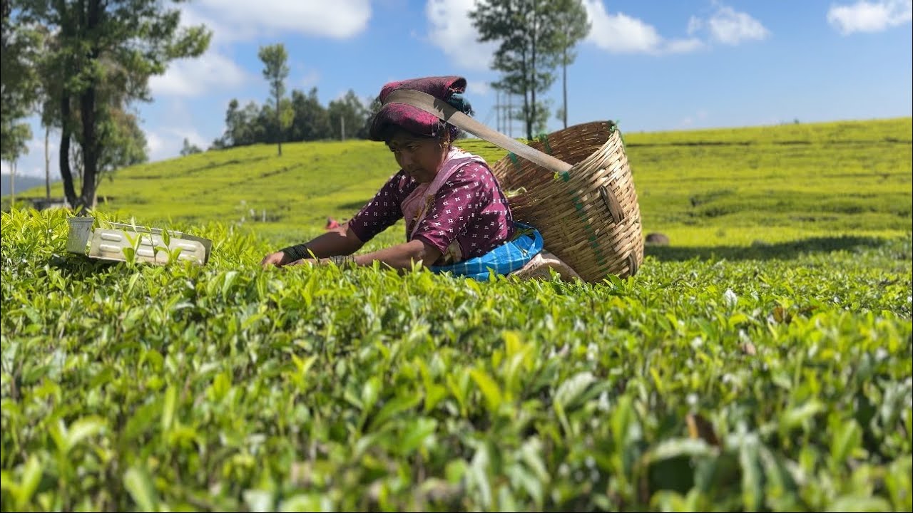 Top Most Tourist places in ooty  Queen of hill station must visit places #travel  #trending