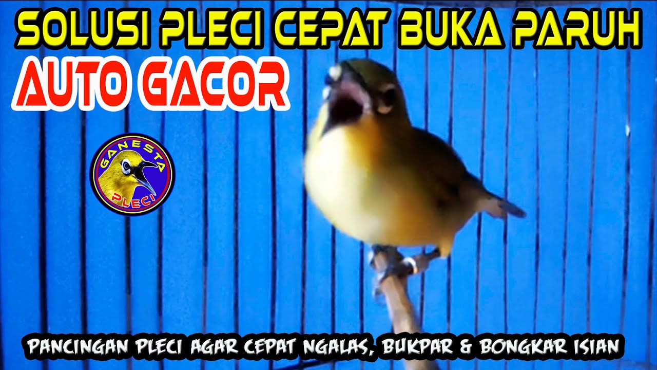 🔴Suara burung Pleci ini Ampuh memicu semua Pleci cepat Buka Paruh dan gacor 