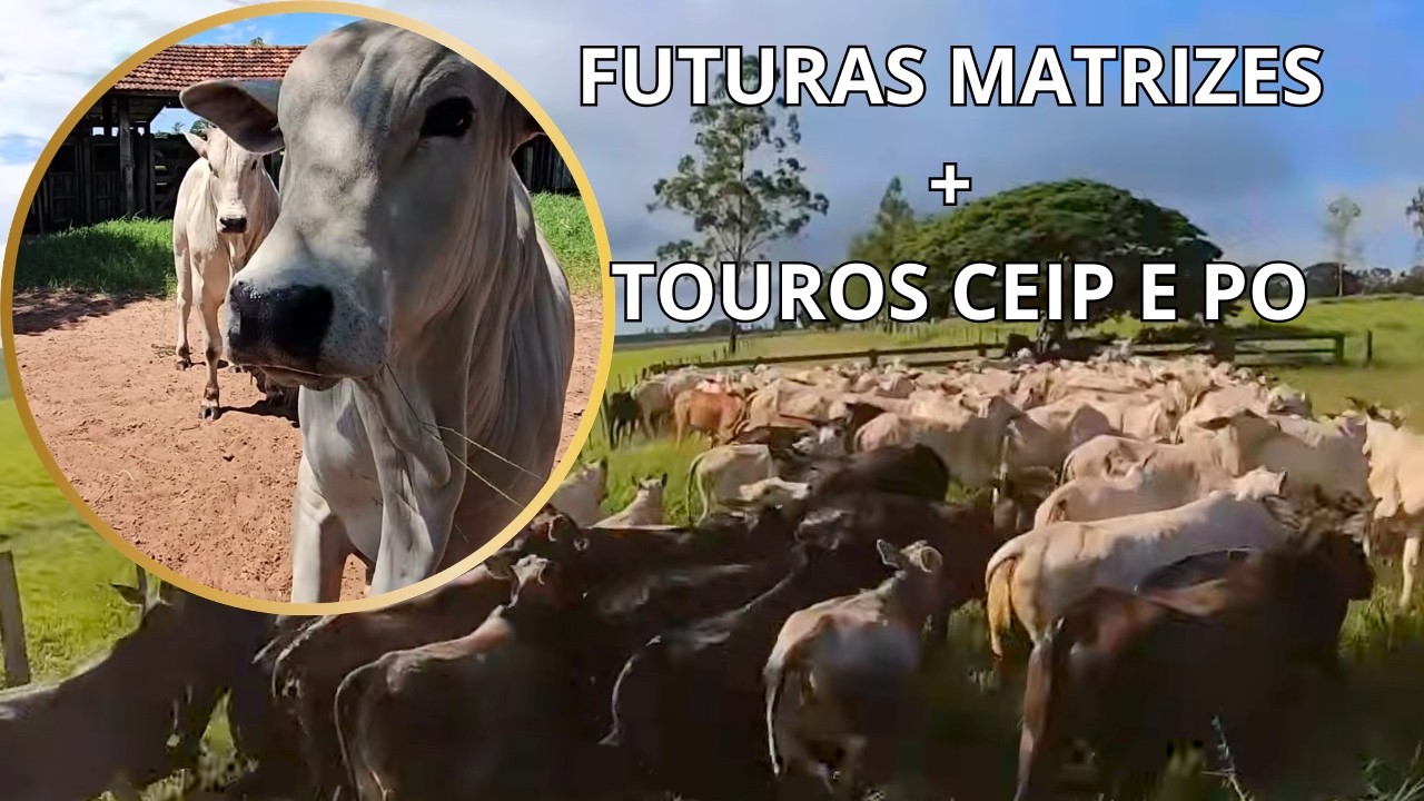 ESCOLHENDO MATRIZES E JUNTANDO COM TOURO CEIP