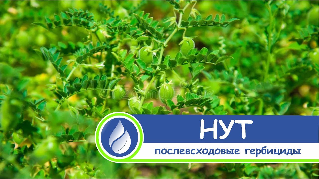 Защита нута. Послевсходовые (страховые) гербициды. Опыт применения.