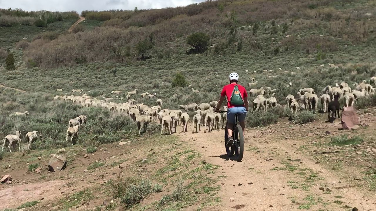 Surprised by Great Pyrenees Sheep Dogs while Mountain Biking in Heber, UT