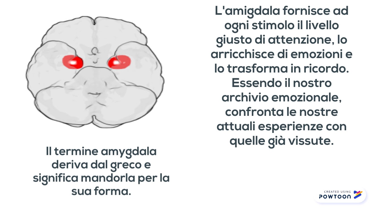 LE EMOZIONI E LE PARTI DEL CERVELLO