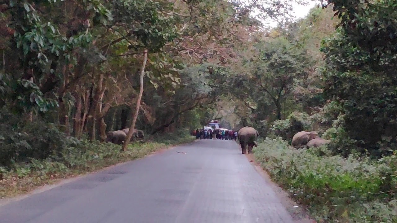 Elephant in chilapata forest