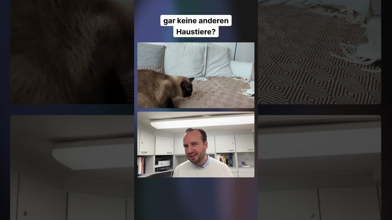 „Tierisch verliebt“ Siamkater William & Charles suchen ein neues Zuhause