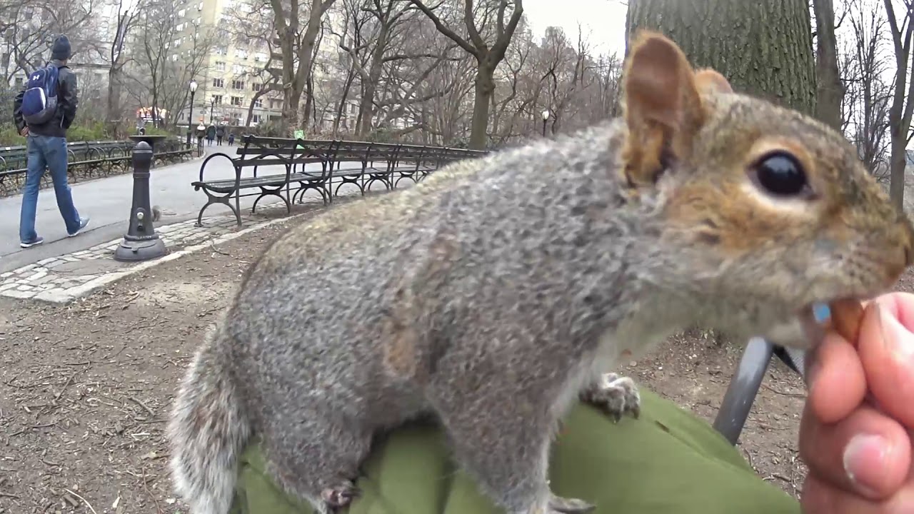 Squirrel on my Knee, Central Park March 27, 2018