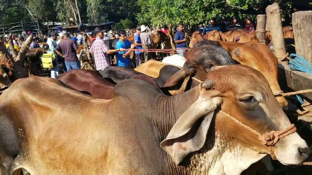 Tiangue El Tránsito San Miguel El Salvador