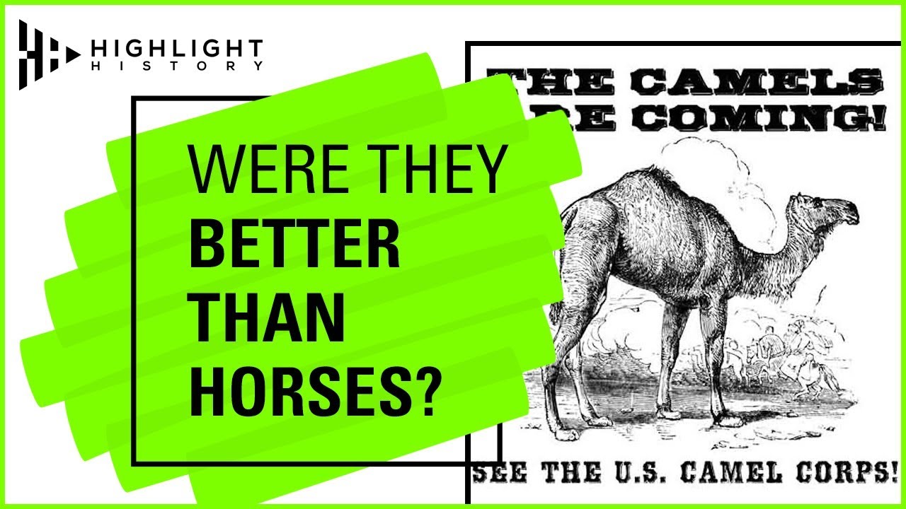 The Camel Corps