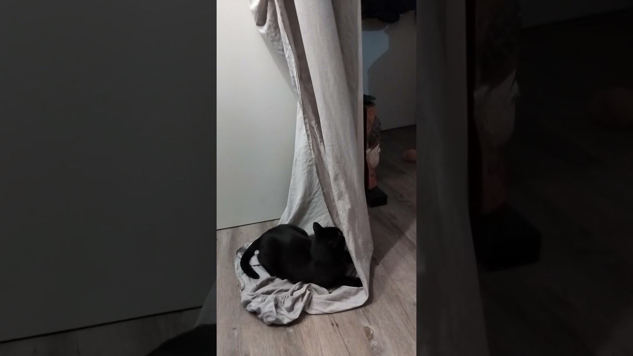 la folie de ma réglisse joue avec le dras qui sèche 