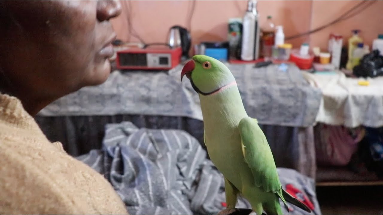 Talking Parrot Mitthuwa prayer For Mummy 😢🙏