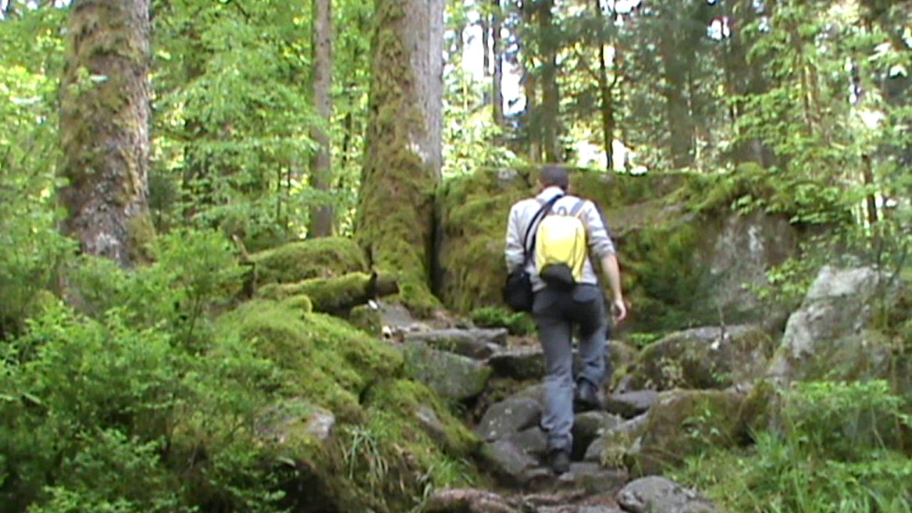 Randonnée dans les Vosges : Cascade et ruisseau de la Mérelle.