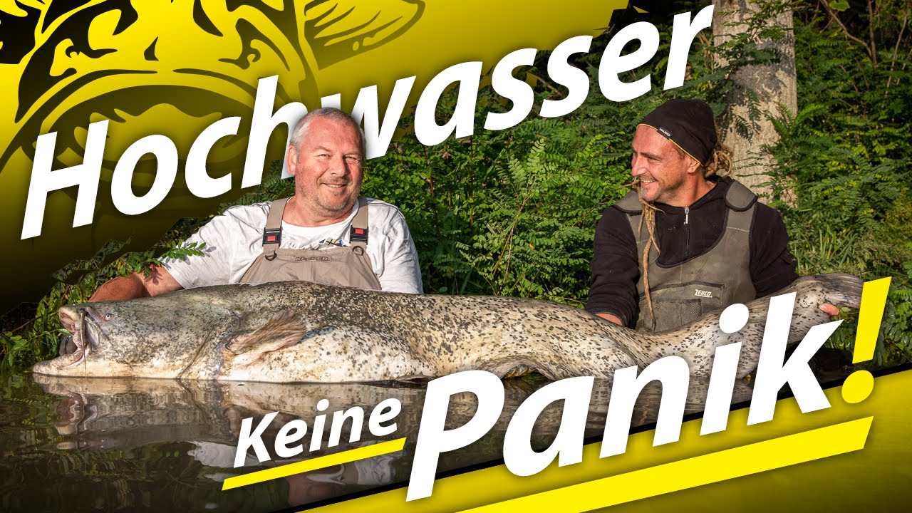 Wallerangeln am Po - Lebensgefahr beim Wasseranstieg im Herbst - Hochwasser-Tipps #wallerwelt2