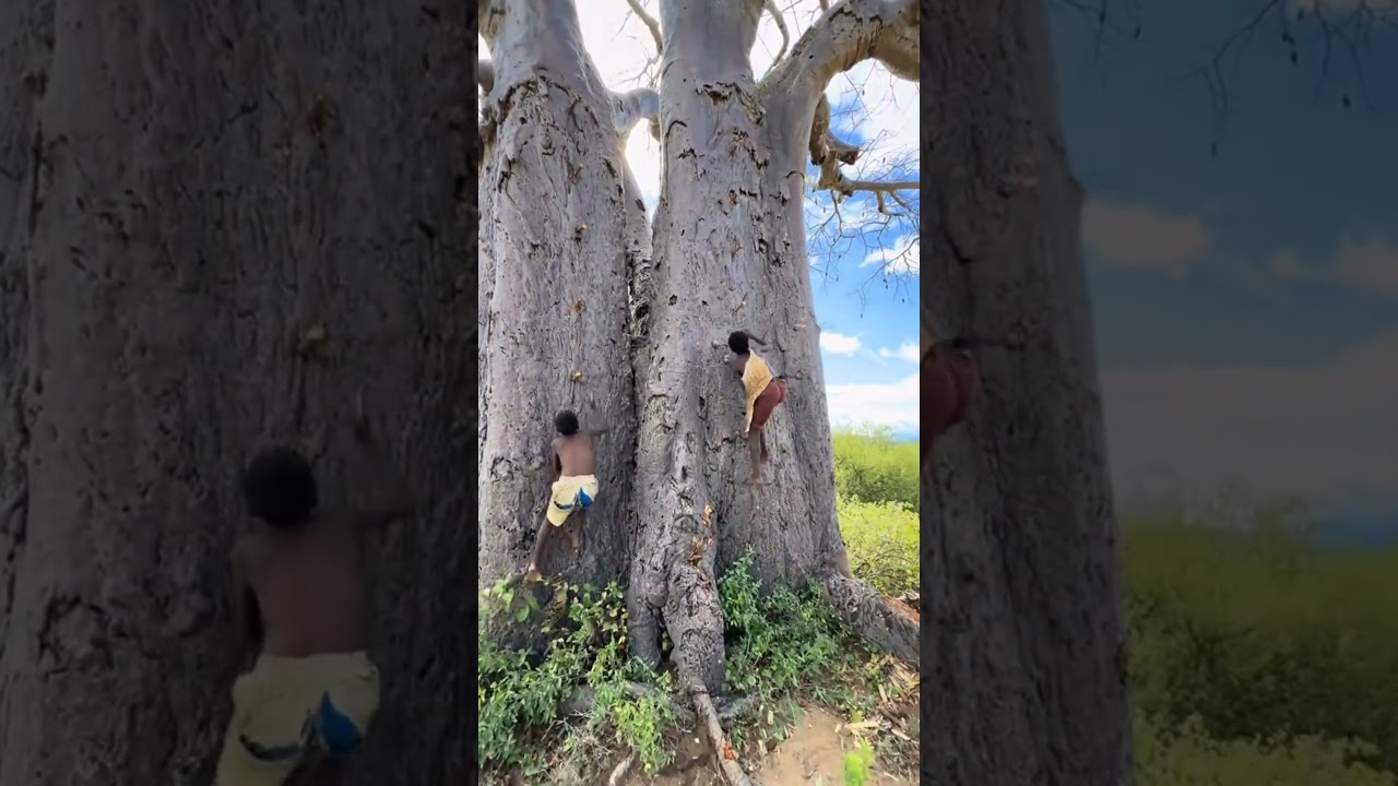 Konkurs Hadzabe we wspinaczce na baobab #hadzabetribe #africanstories