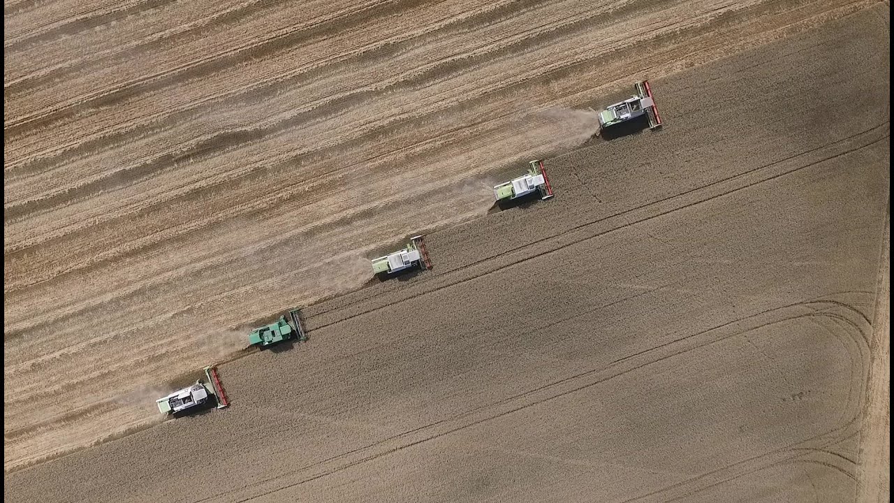 Recoltarea graului la Agri Padana Romania, Wheat Harvest Romania