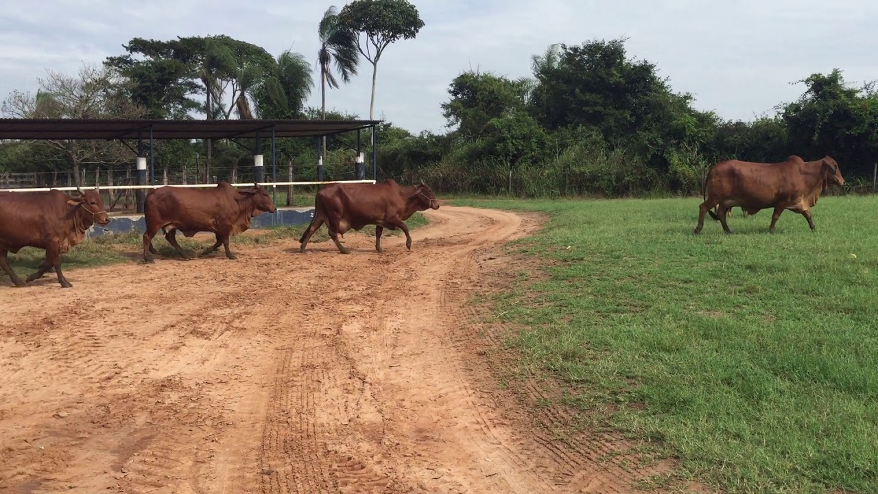 Sindi Castilho - Vacas Controle Leiteiro