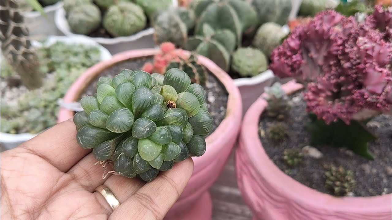 Naitanim ko na Sila ||• Merjhen's Garden