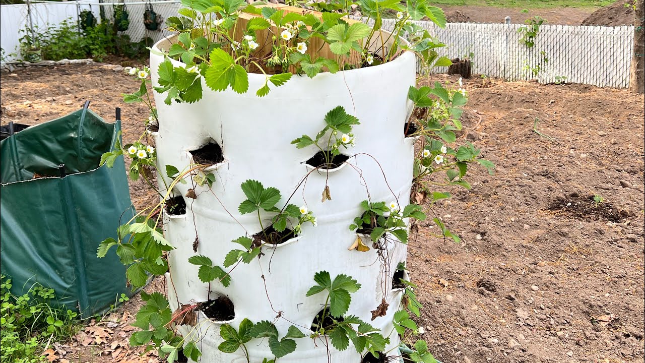 DIY 55 Gallon Strawberry Planter: Grow Tons of Strawberries! 🍓🌟 Strawberry Tower