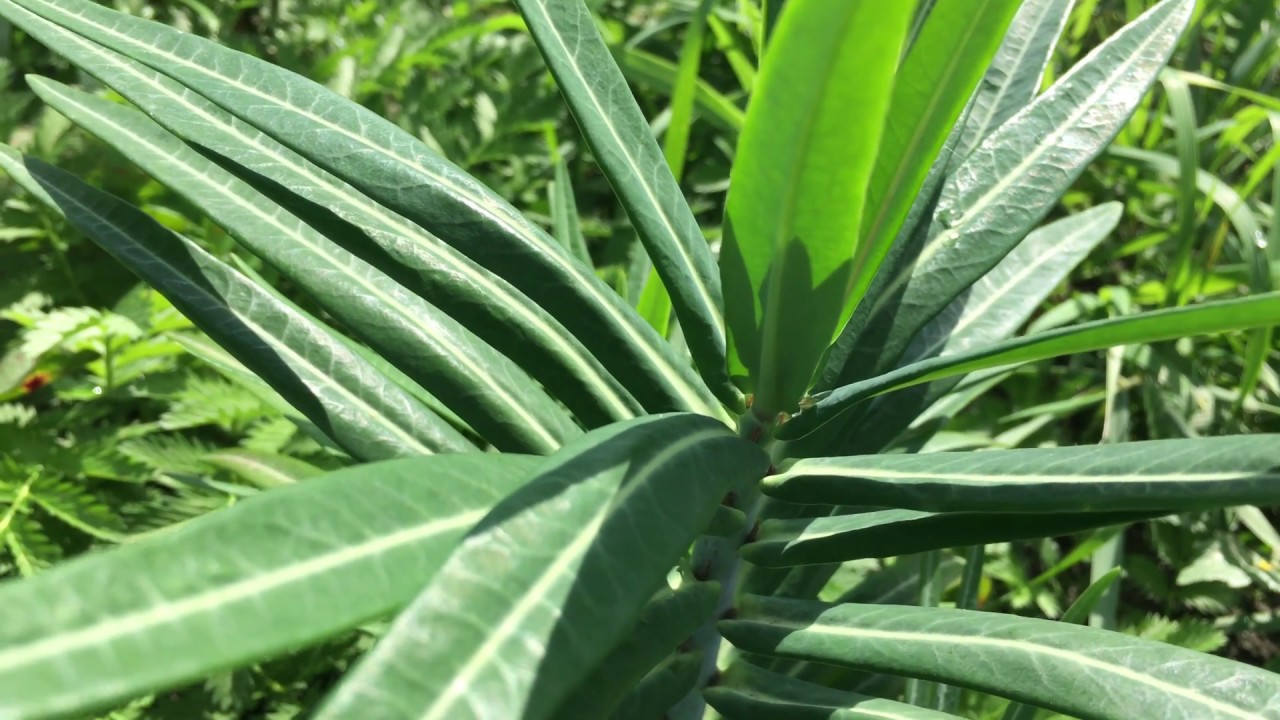 Kruisbladige wolfsmelk (Euphorbia lathyris) - 2018-09-13