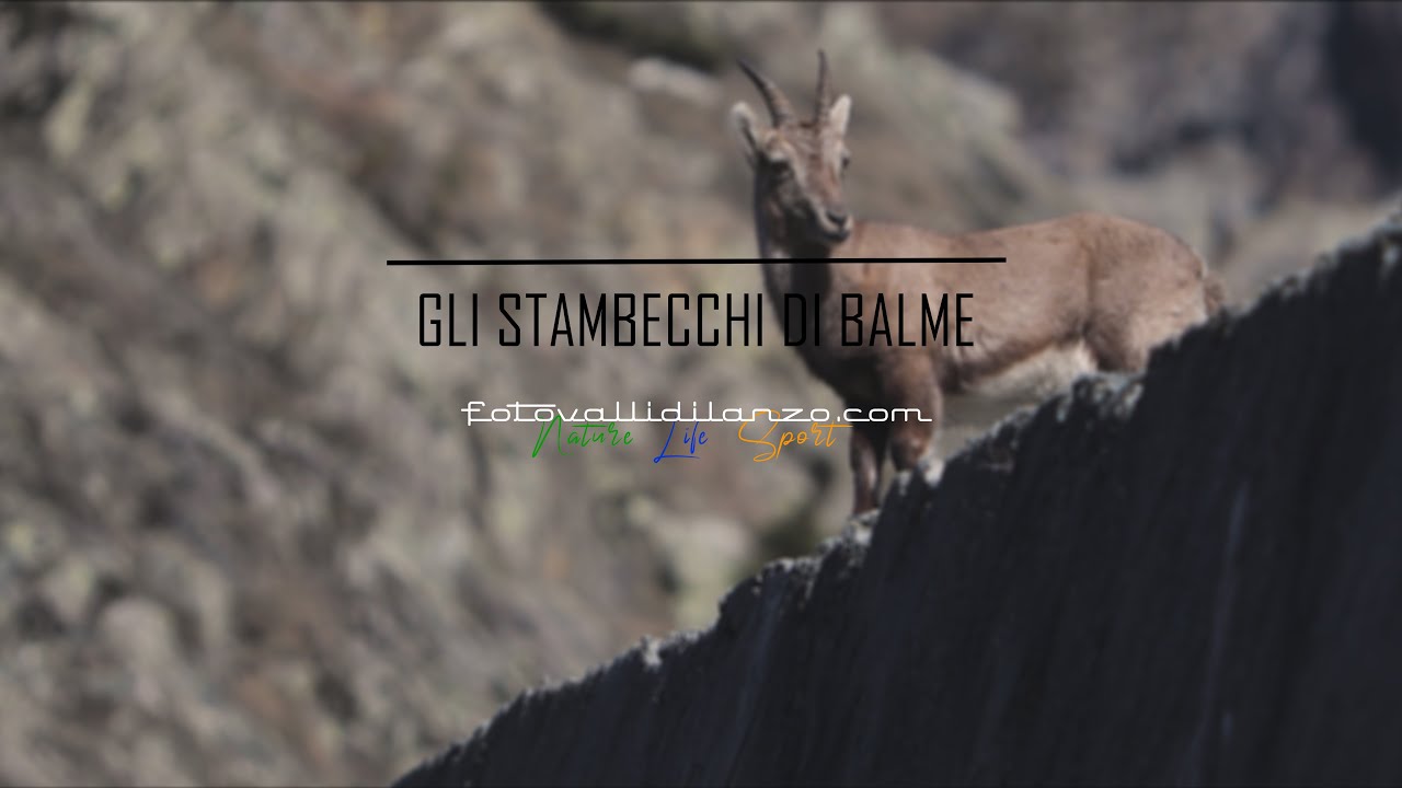 GLI STAMBECCHI DI BALME