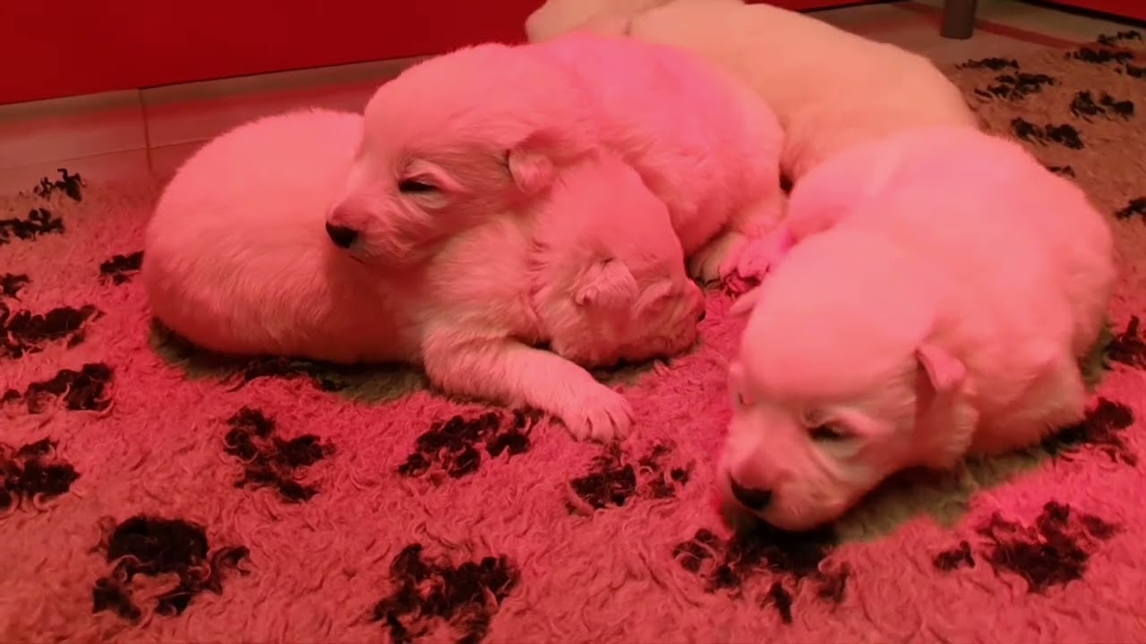 Chiots Pink x MCH.One , 10 jours et 2 semaines 