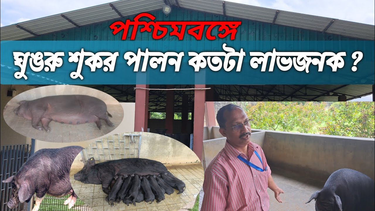 পশ্চিমবঙ্গে সেরা ঘুঙরু শুকর পালনের উপায় কি?/ Ghungroo pig farm in West Bengal