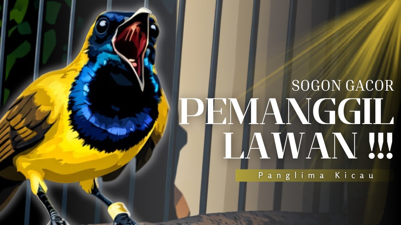 SOGON GACOR FULL TEMBAKAN! Lawan Auto Nyaut Tanpa Henti! #pancingansogon #sogongacor #sogon