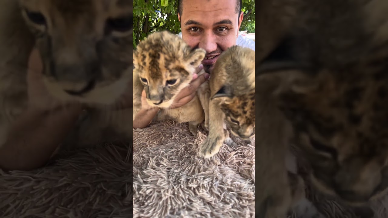 The Future of the Safari Queen #animal #animalfacts #lion #wildlife #zoo #conservation #nature