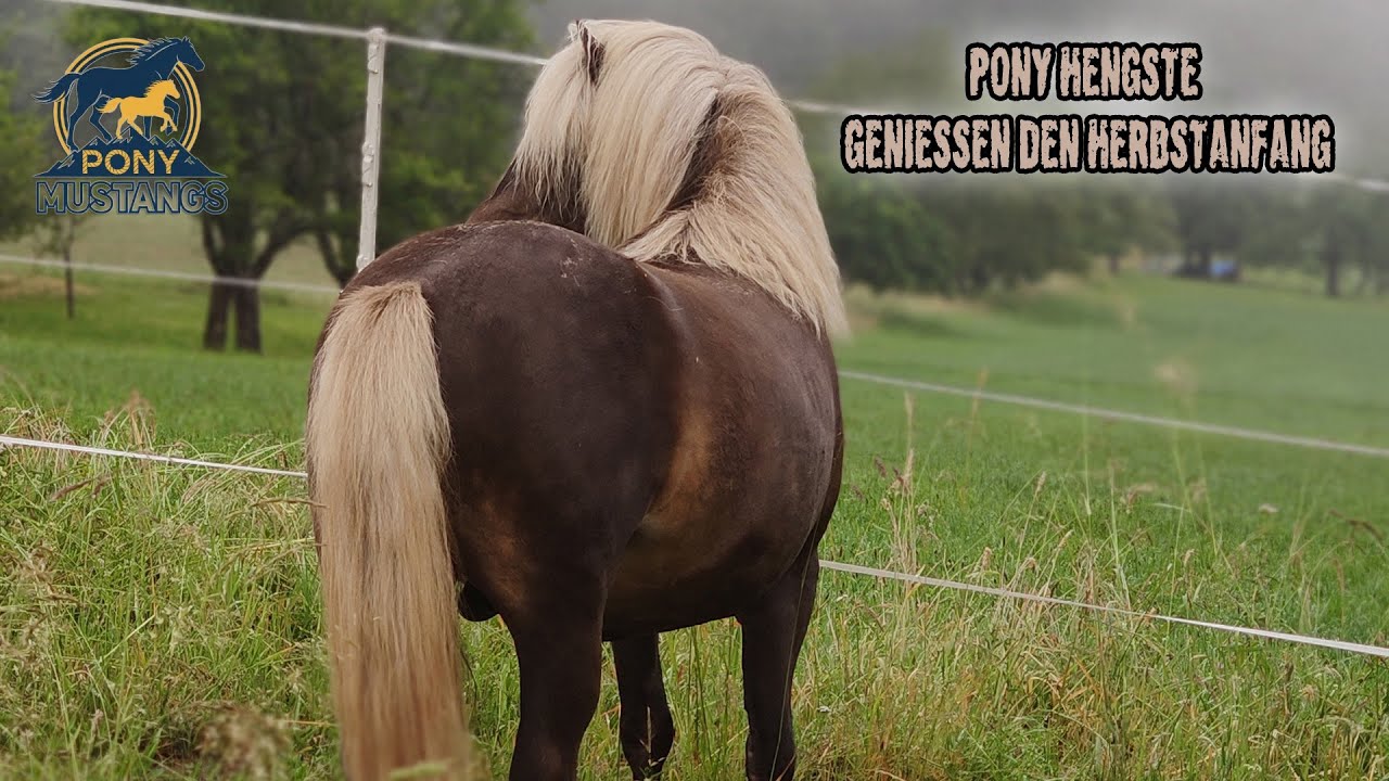 Pony Hengste genießen das Leben und den Herbstbeginn mit wichtigen Pflanzen 🌿v#pferde #pony