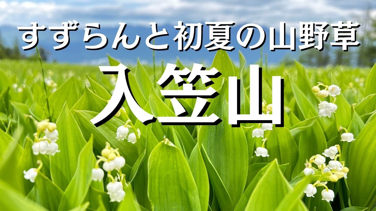 【花の百名山】すずらん咲く6月の入笠山！初夏の山野草を楽しむならココ！釜無ホテイアツモリソウ・イチヨウランなどの希少種も！【山さんぽ】