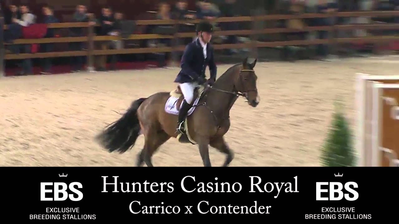 Exclusive Breeding Stallions