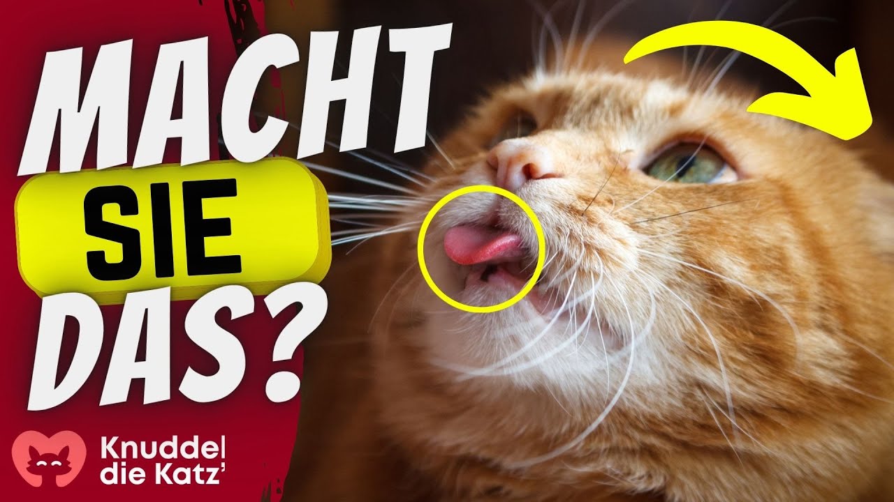 Wenn deine Katze DAS macht, hat sie Herzprobleme!